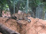 Puerto Rico Zoo Dr Juan A. Rivero  - MAYAGÜEZ